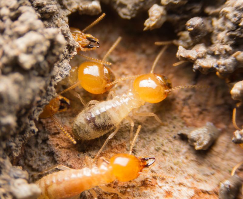 Termite Damage